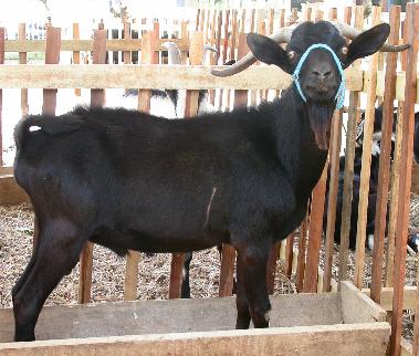 100's of Black Goats sacrificed by President Zardari  to ward off "Evil Eye"